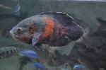 Óscar <i>(Astronotus Ocellatus)</i>