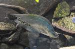Peixe-faca-palhaço <i>(Notopterus chitala)</i>