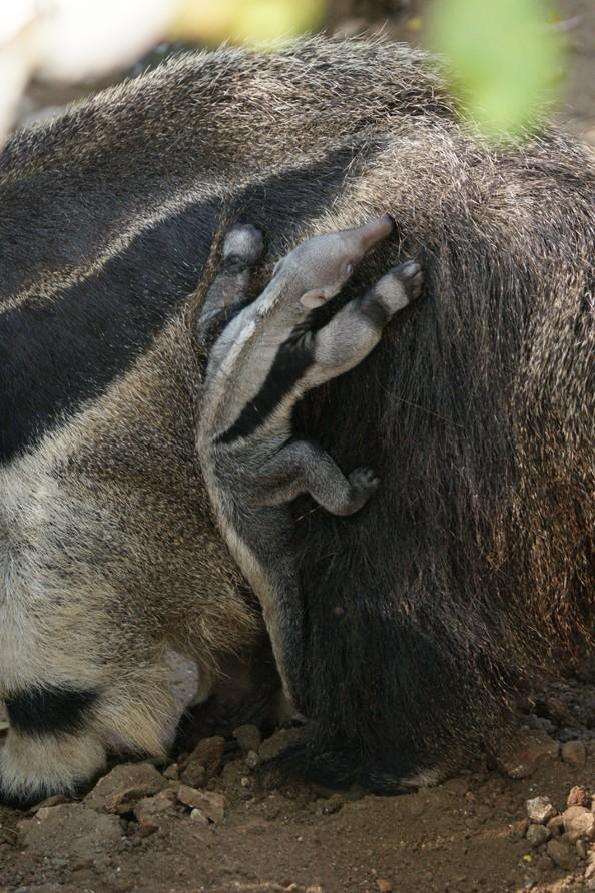 Cria de urso-formigueiro-gigante