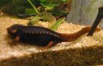 Tritão-mandarim <i>(Tylototriton shanjing)</i>