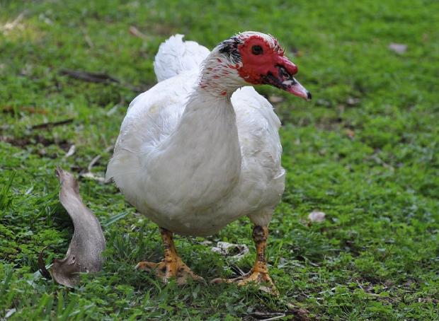 Pato-mudo