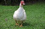 Aves