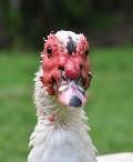 Pato-mudo