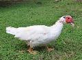 Pato-mudo