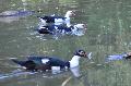 Patos-mudos
