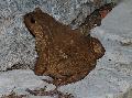 Sapo-comum
