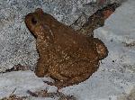 Sapo-comum <i>(Bufo bufo)</i>
