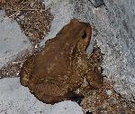 Sapo-comum <i>(Bufo bufo)</i>