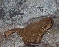 Sapo-comum