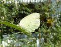 Borboleta-da-couve