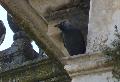 Gralha-de-nuca-cinzenta