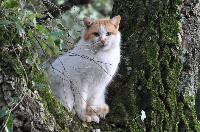 Síndrome Urológica Felina (SUF)