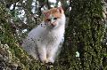 Gato