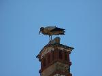 Aves