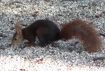 Esquilo-vermelho <i>(Sciurus vulgaris)</i>
