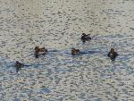 Aves