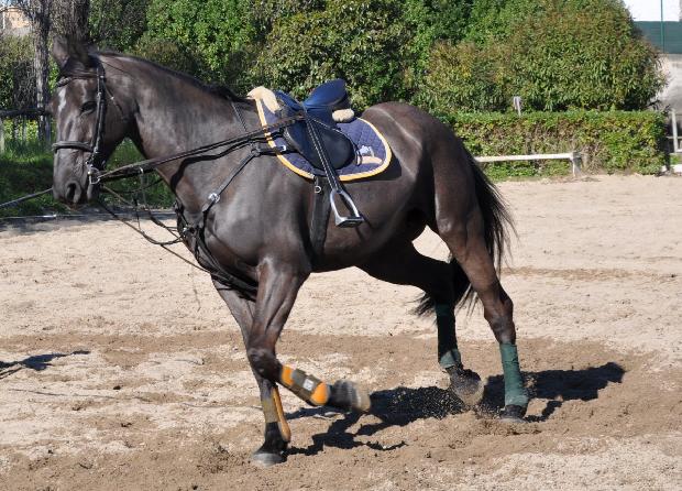 Cavalo