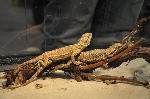 Dragão-barbudo <i>(Pogona Vitticeps)</i>