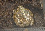 Rã-touro-africana <i>(Pyxicephalus edulis)</i>