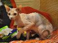 Sphynx