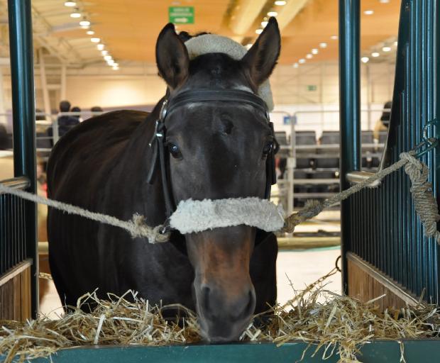 Cavalo