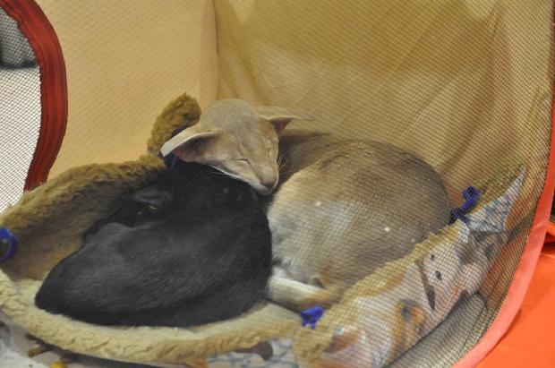 Oriental de Pêlo Curto