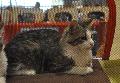 Gato Doméstico