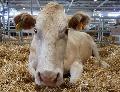 Vaca Blonde D`Aquitaine