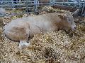 Vaca Blonde D`Aquitaine