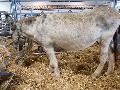 Burro Andaluz