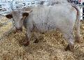 Vaca Mertolenga