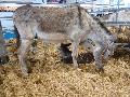 Burra Andaluz