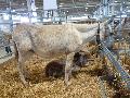 Burro Andaluz