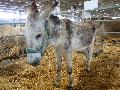 Burro Andaluz