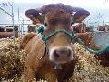 Vaca Limousine