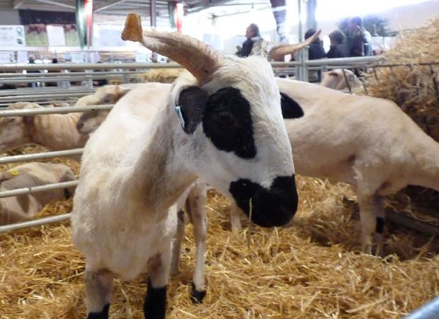 Ovelha Churra Algarvia