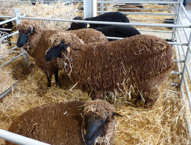 Ovelhas Merinas Pretas