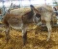 Burros Andaluzes