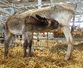 Burros Andaluzes