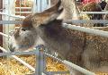 Cria de Burro Andaluz