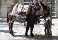 Burro Mirandês