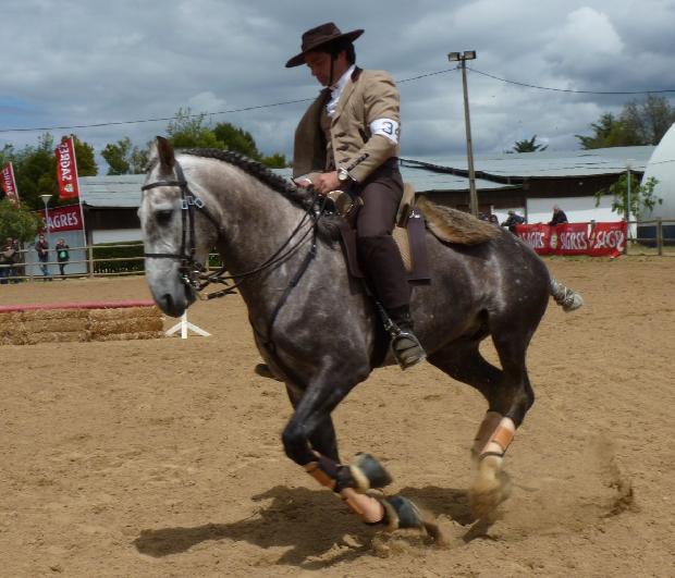 Prova de Equitação de Trabalho - Ovibeja 2012
