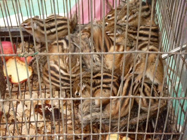 Esquilos-da-Sibéria