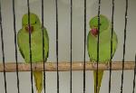 Aves