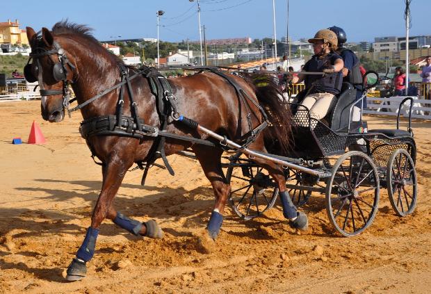 Atrelagem 1 cavalo - Porto Salvo 2012