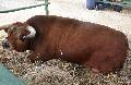 Vaca Arouquesa