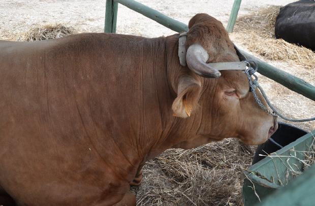 Vaca Minhota