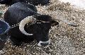 Vaca Maronesa