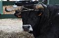 Vaca Maronesa