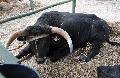 Vaca Maronesa